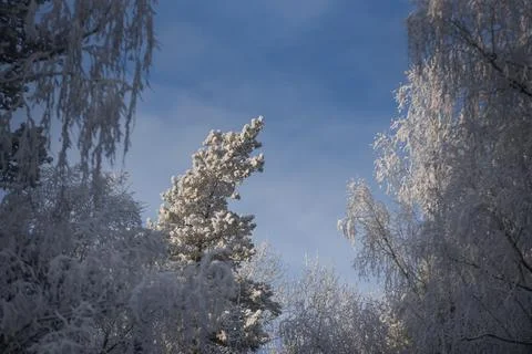 Frost Covered Trees in Winter Forest Against Blue Sky Stock Photos