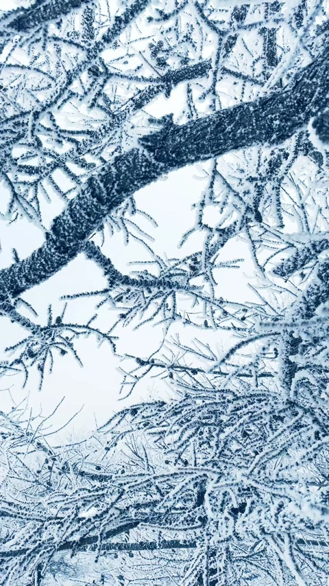 Frost-covered trees in winter mountains Video stock 298180191