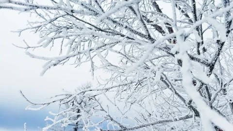Frost-covered trees in winter mountains Stock Footage 298180350