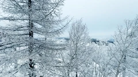 Frost-covered trees in winter mountains Stock Footage 298180390