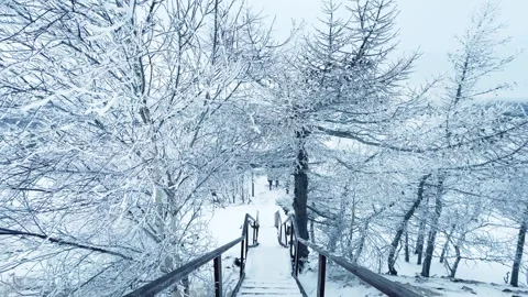 Frost-covered trees in winter mountains Video stock 298180439