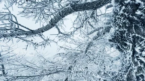 Frost-covered trees in winter mountains Stock Footage 298180530