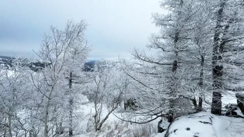 Frost-covered trees in winter mountains Stock Footage 298180537