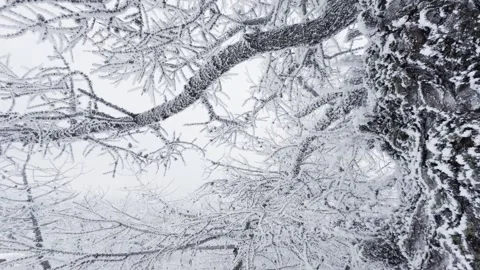 Frost-covered trees in winter mountains Stock Footage 298180664