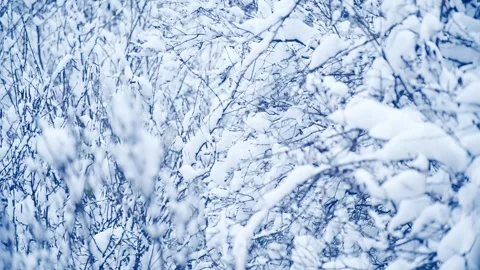 Frost-covered trees in winter mountains Stock Footage 298181267