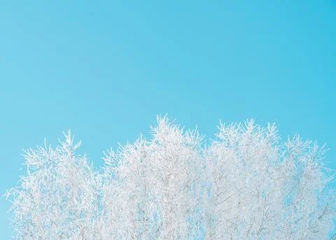 Frost-covered treetops beneath clear blue sky, minimal winter background with Stock Photos