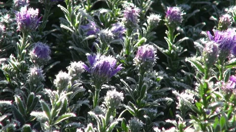 Frost covered violet asters flowering in  garden on autumn morning Stock Footage 58283710
