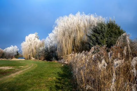 Frost covered weeping willow tree Foto stock