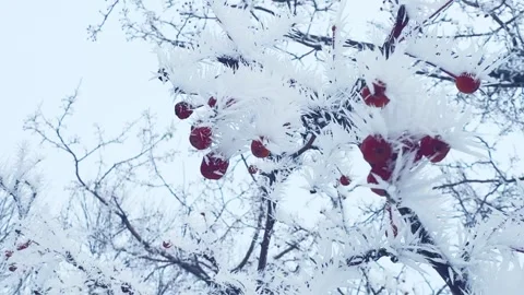 Frost-covered wild red apples at foggy sunrise. Stock Footage 298178712