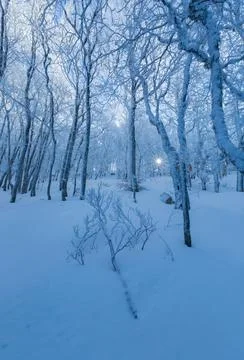 Frost-Covered Winter Forest Fotos de archivo