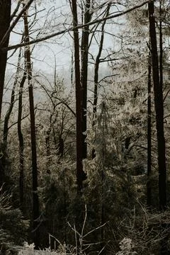 Frost Covered Winter Forest with Sunlight in Snowy Woodland Stock Photos