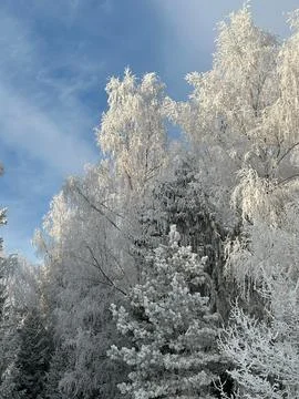 Frost-Covered Winter Forest Trees Under Clear Blue Sky Stock Photos