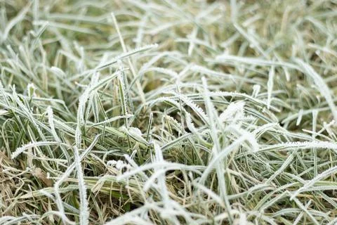 Frost-covered winter grass in close-up, with visibly glazed blades of grass. Stock Photos