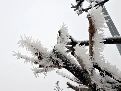 Frost Covers a Tree Branch in Winter During a Cold Morning in a Snowy Landsca Stock Photos