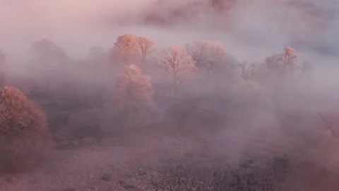 Frost covers trees in forest at sunrise in Sweden Stock Footage 323076776