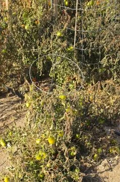 Frost damaged garden Foto stock