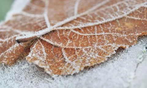 Frost on dead leaf Stock Photos