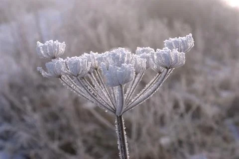 Frost on dried flower Stock Photos