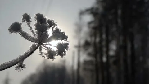 Frost on dry grass. Stock Footage 98542292