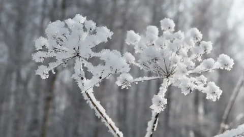 Frost on dry grass. Stock Footage 98542339