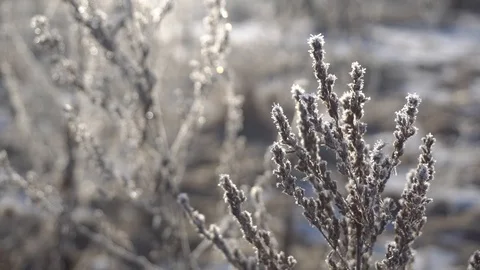 Frost on dry plant Stock Footage 102518624