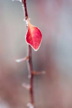 Frost On Edge of Red Leaf Stock Photos