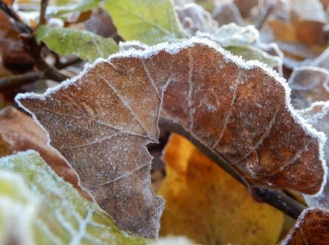Frost edged Leaves Stock Photos