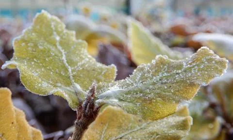 Frost edged Leaves Stock Photos