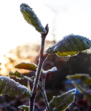 Frost edged Leaves Stock Photos