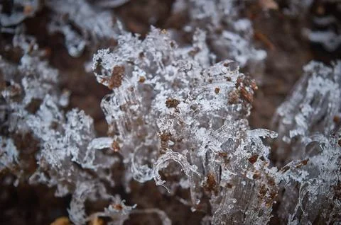 The Frost Emerges Stock Photos