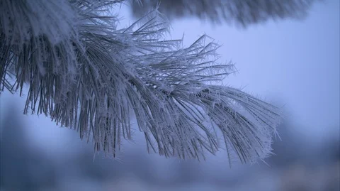 Frost on an Evergreen Stock Footage 88410367