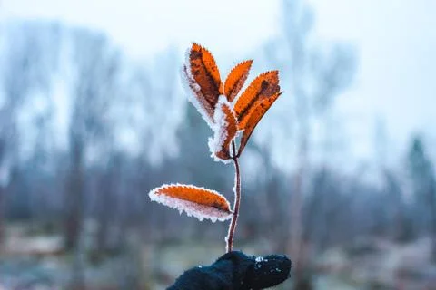 Frost fallen leaf of mountain ash in hoarfrost in hands late fall day Stock Photos