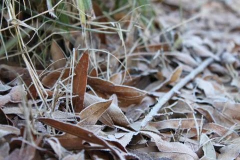 Frost on Fallen Leaves Stock Photos