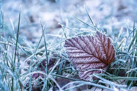 Frost on the fallen leaves Stock Photos