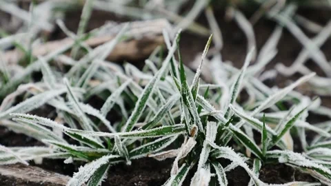 Frost falling on green wheat seedlings, winter farmland Stock Footage 148348315