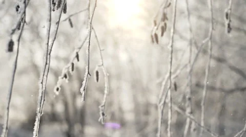 Frost falling from winter tree slowmotion Stock Footage 66509252