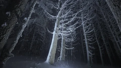 Frost falls from trees on a cold night in a snowy forest Stock Footage 167284616