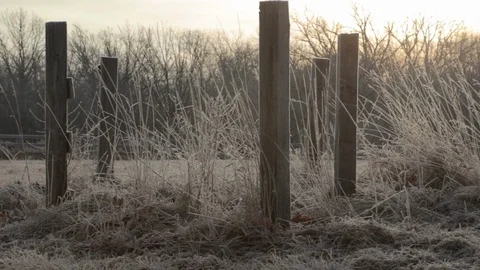 Frost on Farm Weeds 動画素材 86134666