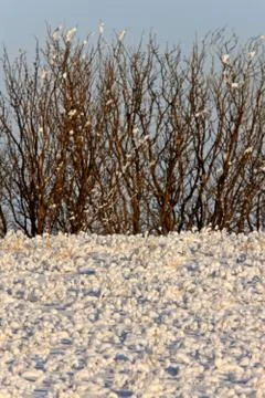 Frost in Field Saskatchewan Stock Photos