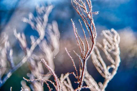Frost fingers growing on a winter twig in Stowe Vermont USA Stock Photos