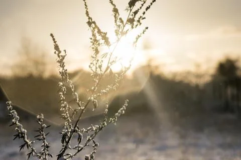 Frost Flare Stock Photos