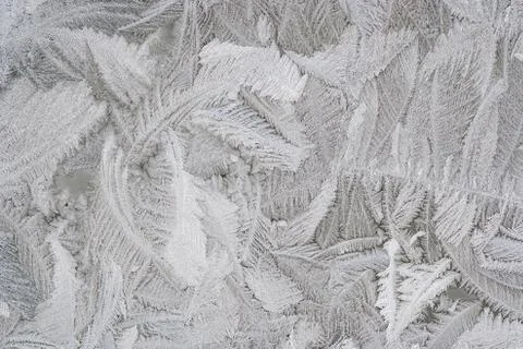 Frost flower on the window Stock Photos