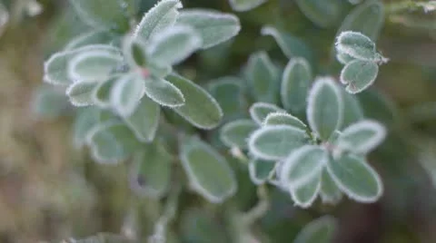 Frost Stock Footage