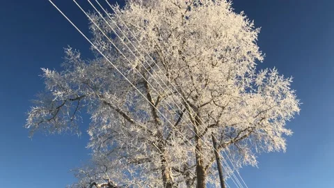 Frost Stock Footage 169659111