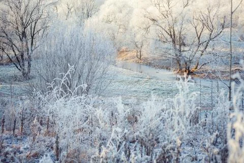 Frost in the forest Stock Photos