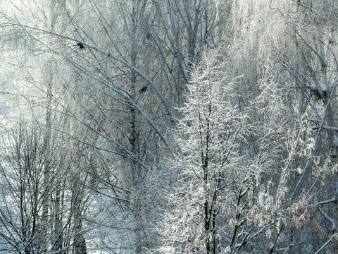 Frost in the forest. Snowy birch branches and falling snow against sun at f.. Stock Photos