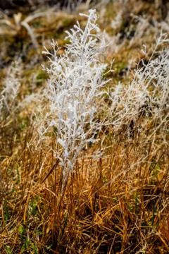 Frost Forms on the Ground Stock Photos