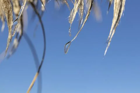 The frost forms ice on the fronds of the pampas grass Stock-Fotos