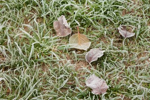 Frost grass after a cold night in winter Stock Photos
