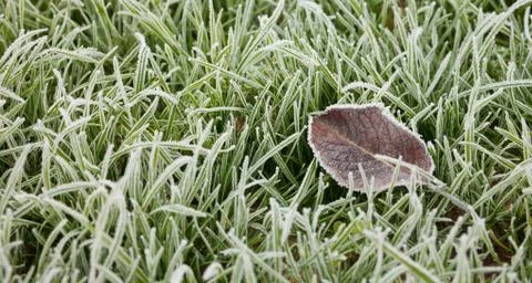 Frost grass after a cold night in winter Foto stock